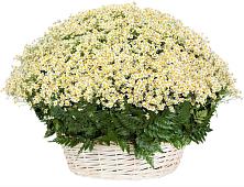 Цветочная композиция из Ромашки в корзине #REPLACE_PRED# Линда
